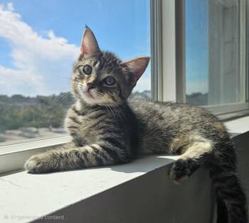 Bella Kitten -  Domestic Short Hair Cat for Adoption in Ogden, Utah - Bella Kitten | PetCurious