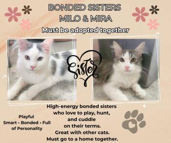 Domestic Long Hair Cats Available for Adoption in Price, Utah - Milo And Mira  | PetCurious