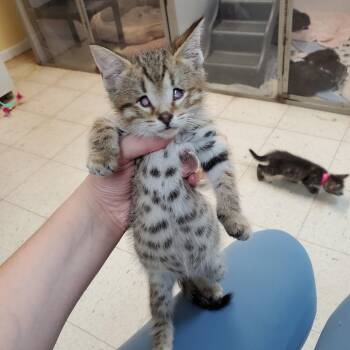 Tupelo -  Domestic Short Hair Cat for Adoption in Melrose, Florida - Tupelo | PetCurious