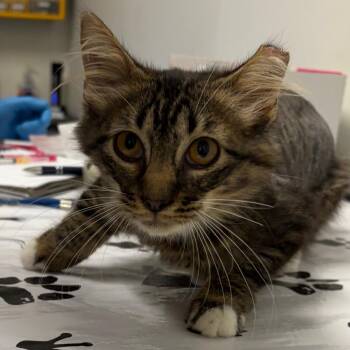 Ozzie -  Domestic Medium Hair Cat for Adoption in Nashville, Tennessee - Ozzie | PetCurious