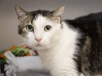 SUNCHIP -  Domestic Short Hair Cat for Adoption in Phoenix, Arizona - SUNCHIP | PetCurious