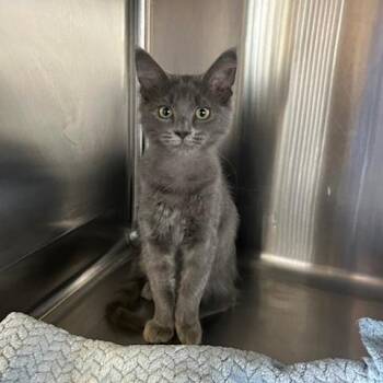 Azula -  Domestic Short Hair Cat for Adoption in Knoxville, Tennessee - Azula | PetCurious
