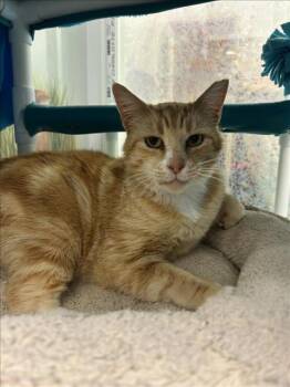 Rescue Domestic Short Hair Cats for Adoption in Hayward, California - EOWYN | PetCurious