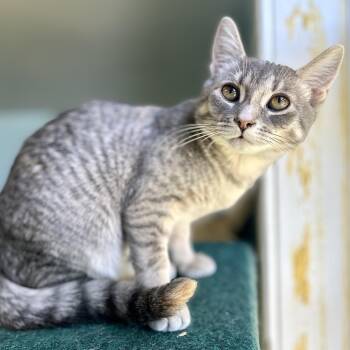 Venice -  Domestic Short Hair Cat for Adoption in Guelph, Ontario - Venice | PetCurious