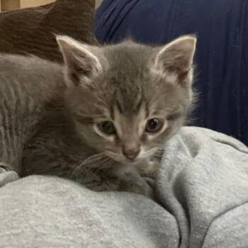 Tinker -  Domestic Short Hair Cat for Adoption in Manhattan, Kansas - Tinker | PetCurious