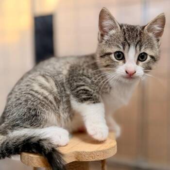 Aspen -  Domestic Medium Hair Cat for Adoption in Green Bay, Wisconsin - Aspen | PetCurious