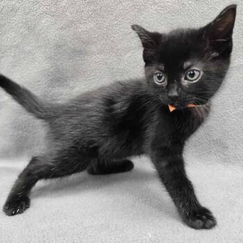 Artemis -  Domestic Short Hair Cat for Adoption in Flatwoods, Kentucky - Artemis | PetCurious