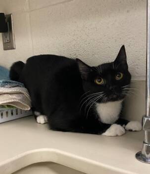 Mittens -  Domestic Short Hair Cat for Adoption in Wichita, Kansas - Mittens | PetCurious
