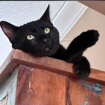 Vince -  Domestic Short Hair Cat for Adoption in Osawatomie, Kansas - Vince | PetCurious