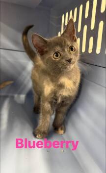 Blueberry -  Domestic Short Hair Cat for Adoption in Cowlesville, New York - Blueberry | PetCurious