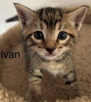 Ivan -  Domestic Short Hair Cat Available for Adoption - Ivan | PetCurious
