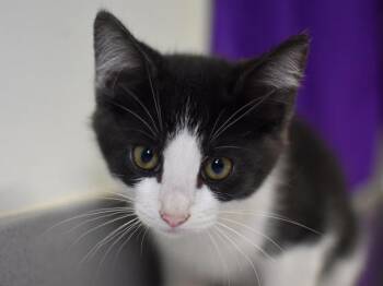 Chickadee -  Domestic Short Hair Cat for Adoption in Portland, Oregon - Chickadee | PetCurious