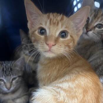 ARNIE -  Domestic Short Hair Cat for Adoption in Richmond, California - ARNIE | PetCurious