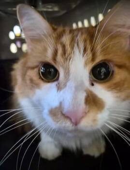 PUMPKIN -  Domestic Medium Hair Cat for Adoption in Fort Myers, Florida - PUMPKIN | PetCurious