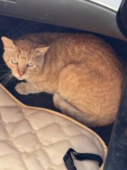 Domestic Short Hair Cats Available for Adoption - Ed Sheeran | PetCurious