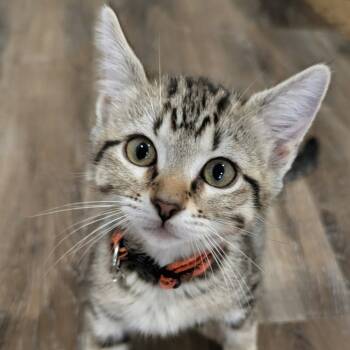 Rescue Domestic Short Hair Cats for Adoption in San Antonio, Texas - Potatoe | PetCurious