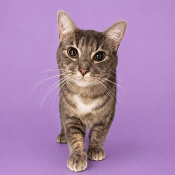 Maxine -  Domestic Short Hair Cat for Adoption in Concord, North Carolina - Maxine | PetCurious