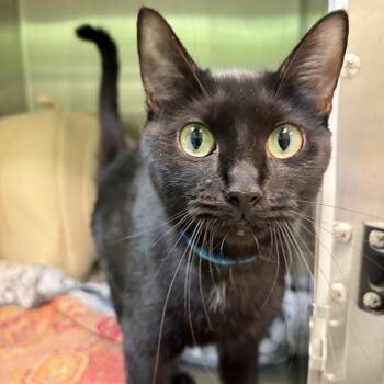 INKY -  Domestic Short Hair Cat for Adoption in Methuen, Massachusetts - INKY | PetCurious