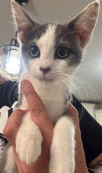 Rescue Domestic Medium Hair Cats for Adoption in Pekin, Illinois - Solis | PetCurious