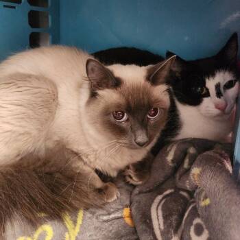 Princess -  Domestic Short Hair Cat for Adoption in Brockton, Massachusetts - Princess | PetCurious