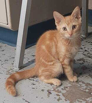 Domestic Short Hair Cats Available for Adoption in Georgetown, Ohio - Pudge | PetCurious