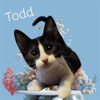 MAPLE -  Domestic Short Hair Cat for Adoption in Visalia, California - MAPLE | PetCurious