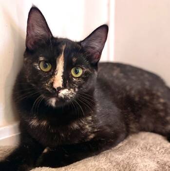 Rescue Domestic Short Hair Cats for Adoption in Cambria, California - Daisy | PetCurious