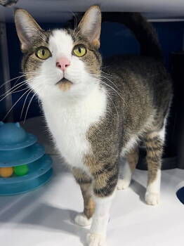 Rescue Domestic Short Hair Cats for Adoption in Colorado Springs, Colorado - Rapidash | PetCurious