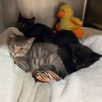 Dixie -  Domestic Medium Hair Cat for Adoption in Tipton, Indiana - Dixie | PetCurious