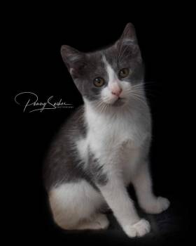 Gloria -  Domestic Short Hair Cat for Adoption in Belton, Missouri - Gloria | PetCurious