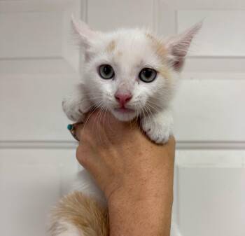 Carrie -  Domestic Short Hair Cat for Adoption in Columbia, South Carolina - Carrie | PetCurious