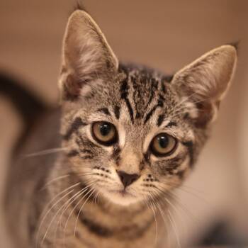 Waffle Stack -  Domestic Short Hair Cat for Adoption in Philadelphia, Pennsylvania - Waffle Stack | PetCurious