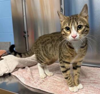 Domestic Short Hair Cats Available for Adoption - SEAMUS | PetCurious
