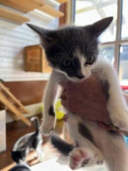 Chamomile -  Domestic Short Hair Cat for Adoption in Salinas, California - Chamomile | PetCurious
