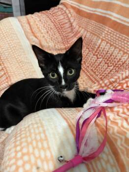 Bernard -  Domestic Short Hair Cat for Adoption in Fenton, Missouri - Bernard | PetCurious
