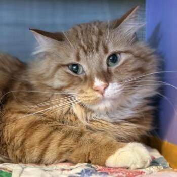 Domestic Long Hair Cats Available for Adoption - FireDrake | PetCurious
