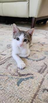 Rescue Domestic Short Hair Cats for Adoption in Kenosha, Wisconsin - John Denver | PetCurious