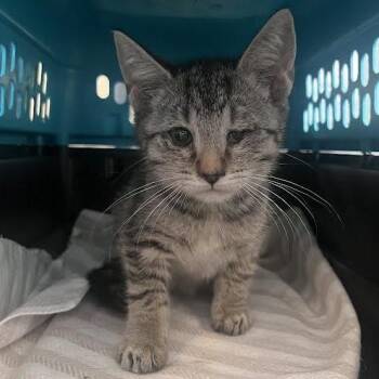 Lenny -  Domestic Short Hair Cat for Adoption in Fairport, New York - Lenny | PetCurious