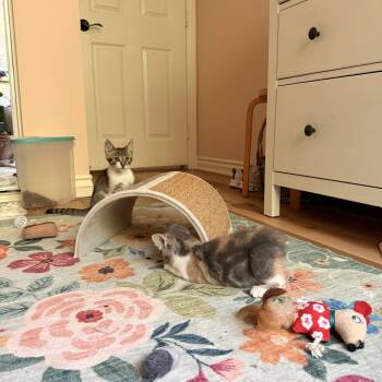 Sweet Cakes -  Domestic Short Hair Cat for Adoption in Tustin, California - Sweet Cakes | PetCurious