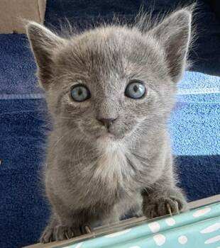 Rescue Russian Blue and Domestic Short Hair Cats for Adoption in Fort Worth, Texas - Paris | PetCurious