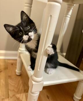 Wonka -  Domestic Short Hair Cat Available for Adoption in Charlotte, North Carolina - Wonka | PetCurious