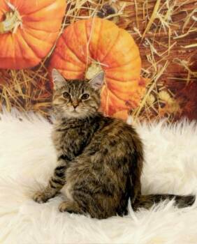 Rescue Domestic Medium Hair Cats for Adoption in Tehachapi, California - Storm | PetCurious