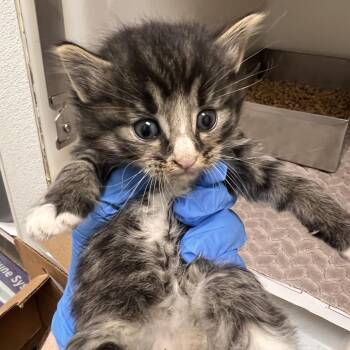 72819 -  Domestic Medium Hair Cat for Adoption in Harrisonburg, Virginia - 72819 | PetCurious