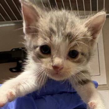 Domestic Short Hair Cats Available for Adoption - Rookie | PetCurious