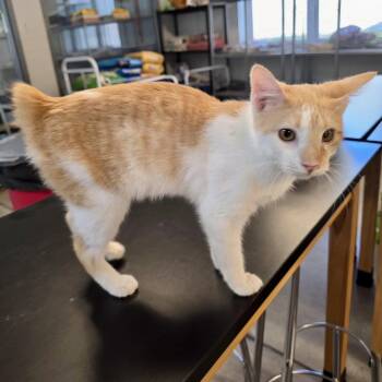 Bobby 2026 -  Domestic Short Hair Cat for Adoption in Cincinnati, Ohio - Bobby 2026 | PetCurious
