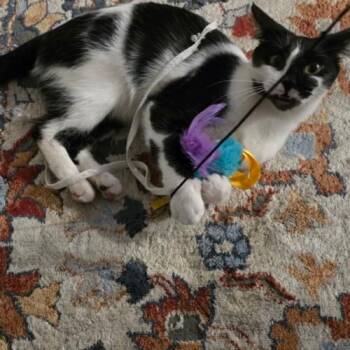 Dotti -  Tuxedo and Domestic Short Hair Cat for Adoption in Gilbert, Arizona - Dotti | PetCurious