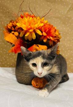 Meena -  Domestic Short Hair Cat for Adoption in Groveland, Massachusetts - Meena | PetCurious