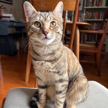 Domestic Short Hair Cats Available for Adoption - Stardust (Dusty) | PetCurious