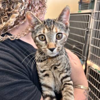 Bingo -  Domestic Short Hair Cat for Adoption in Myerstown, Pennsylvania - Bingo | PetCurious