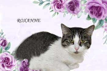 Domestic Short Hair Cats Available for Adoption - Roxanne 0225 | PetCurious